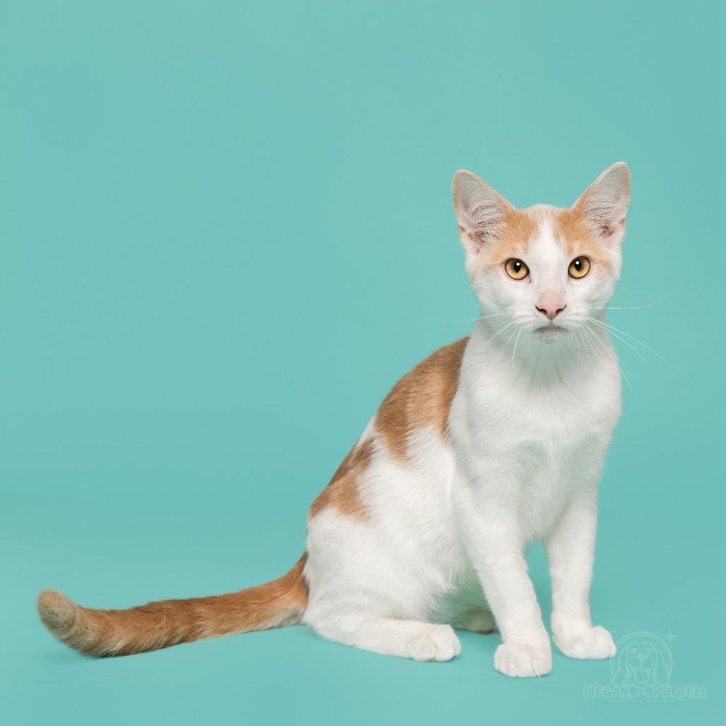Mary Jane's Wedge, a Adoptable Domestic Short Hair in Chantilly, VA image 1/6