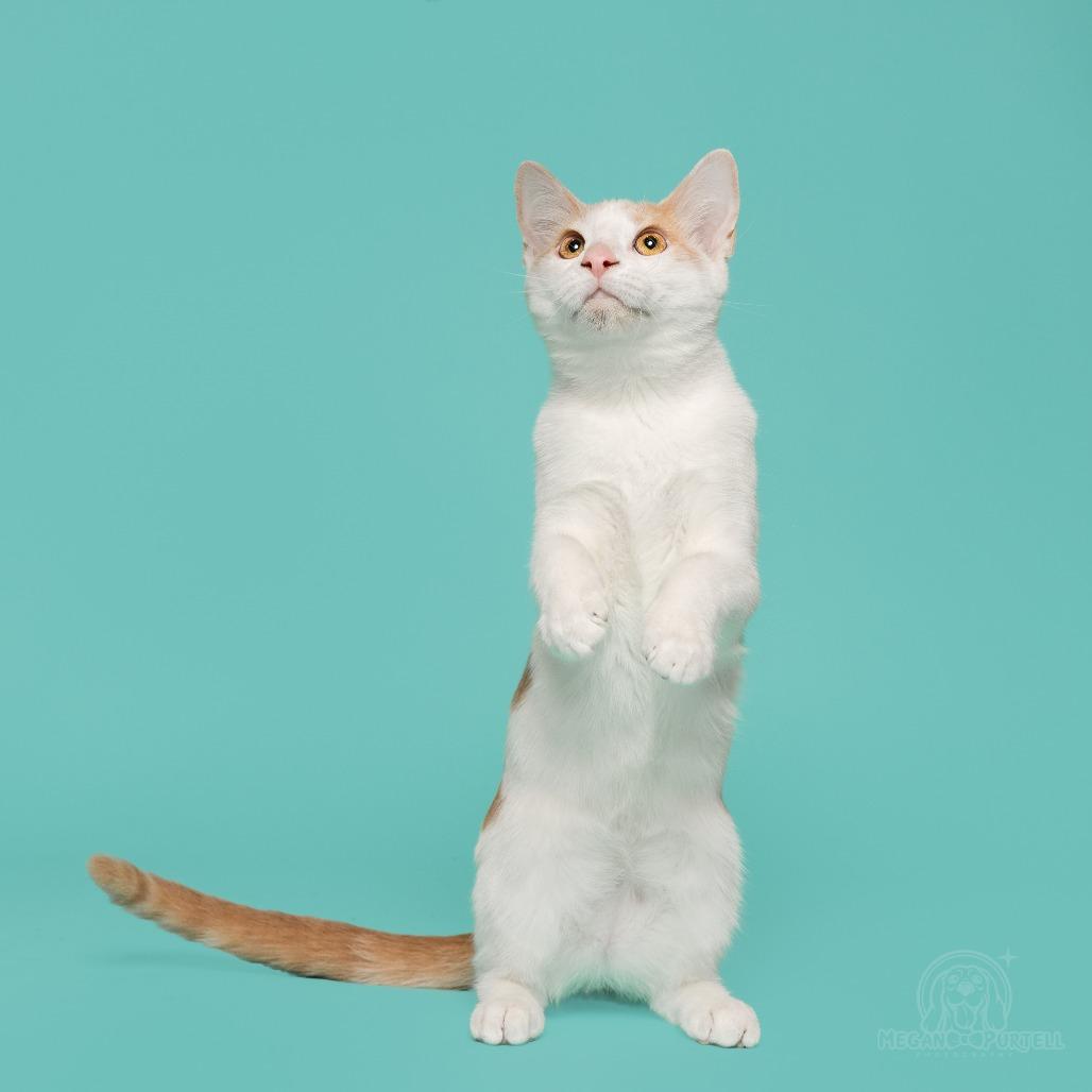 Mary Jane's Wedge, a Adoptable Domestic Short Hair in Chantilly, VA image 2/6