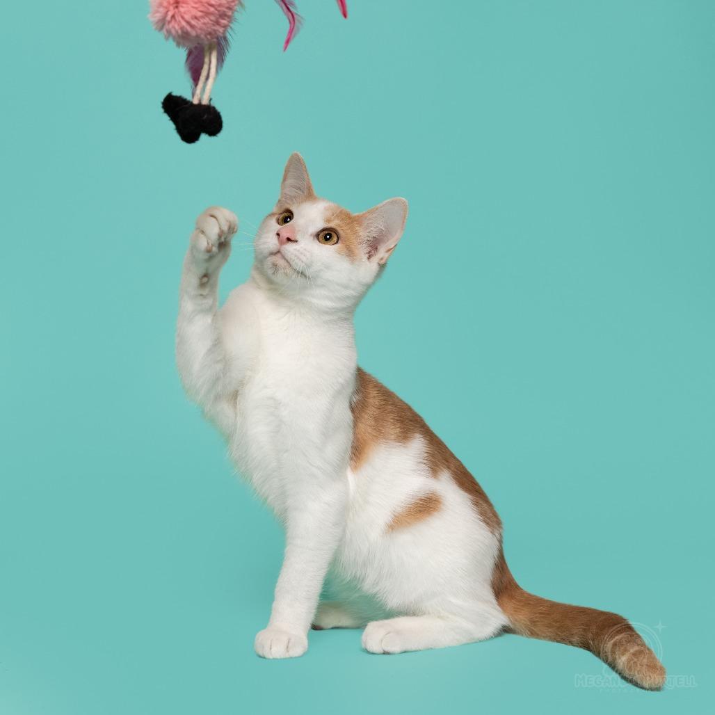 Mary Jane's Wedge, a Adoptable Domestic Short Hair in Chantilly, VA image 3/6