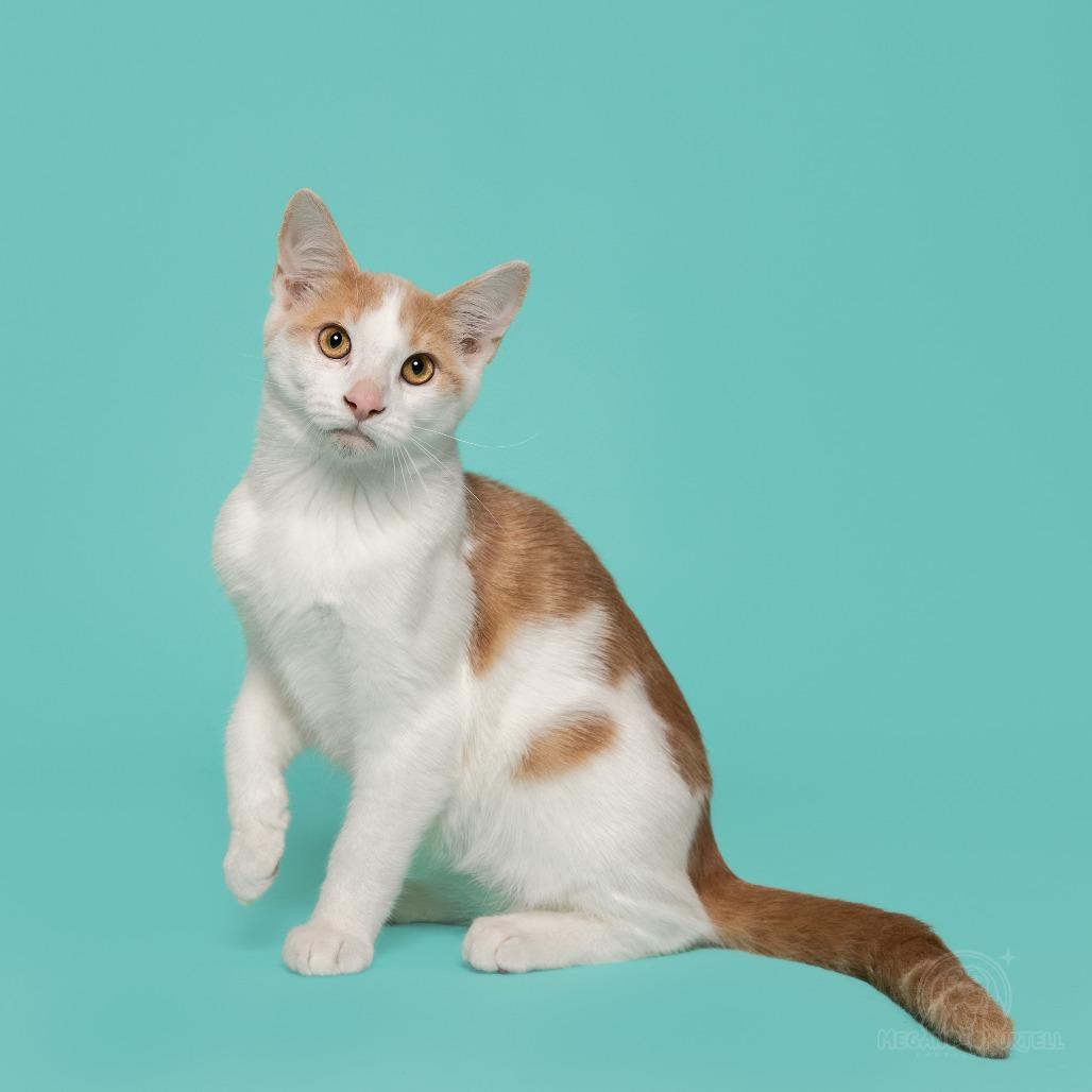 Mary Jane's Wedge, a Adoptable Domestic Short Hair in Chantilly, VA image 4/6