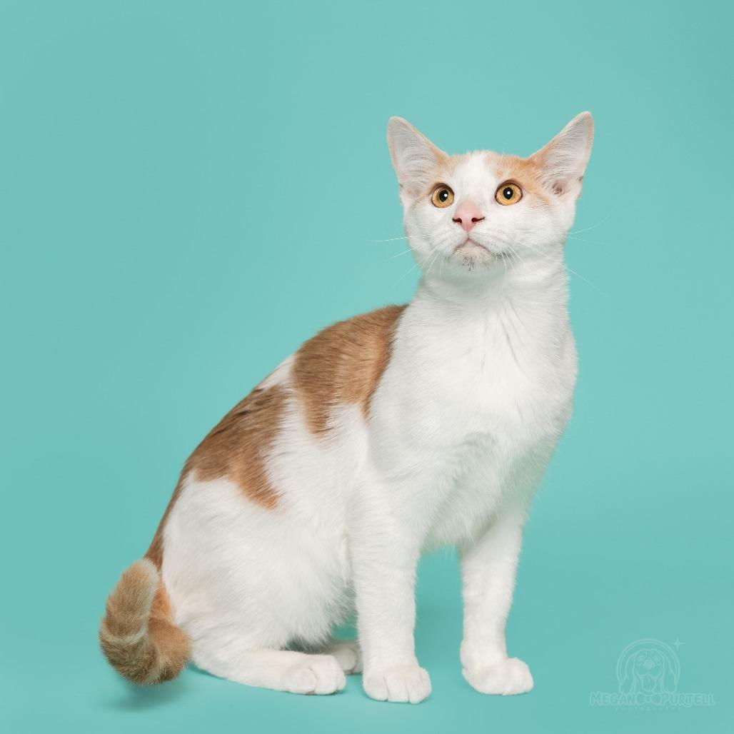 Mary Jane's Wedge, a Adoptable Domestic Short Hair in Chantilly, VA image 5/6
