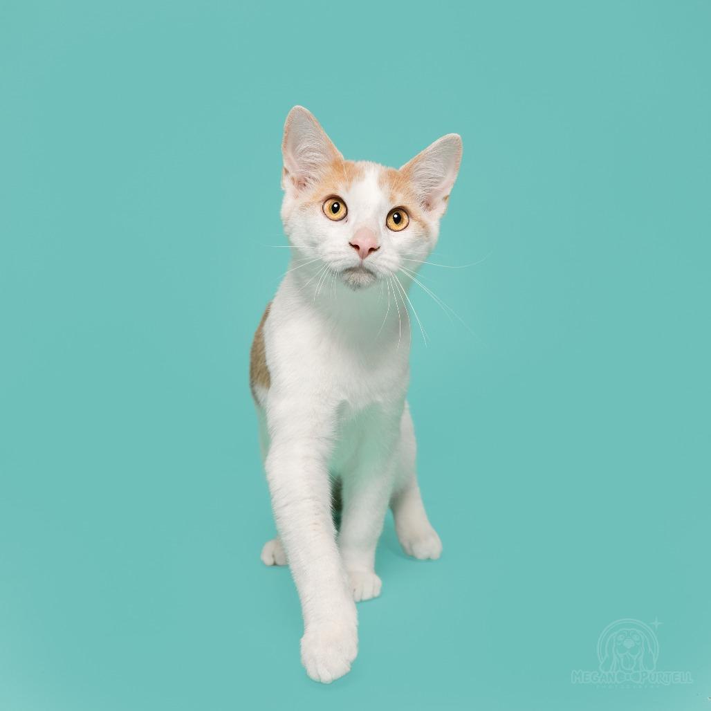 Mary Jane's Wedge, a Adoptable Domestic Short Hair in Chantilly, VA image 6/6