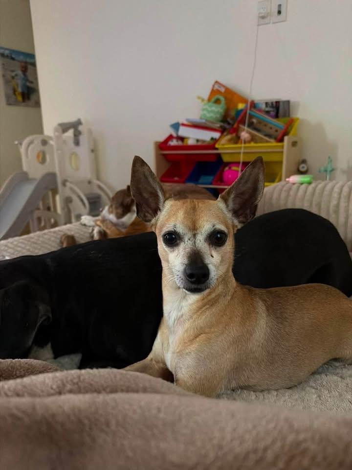 PETEY, Adoptable, Adult Male Chihuahua.