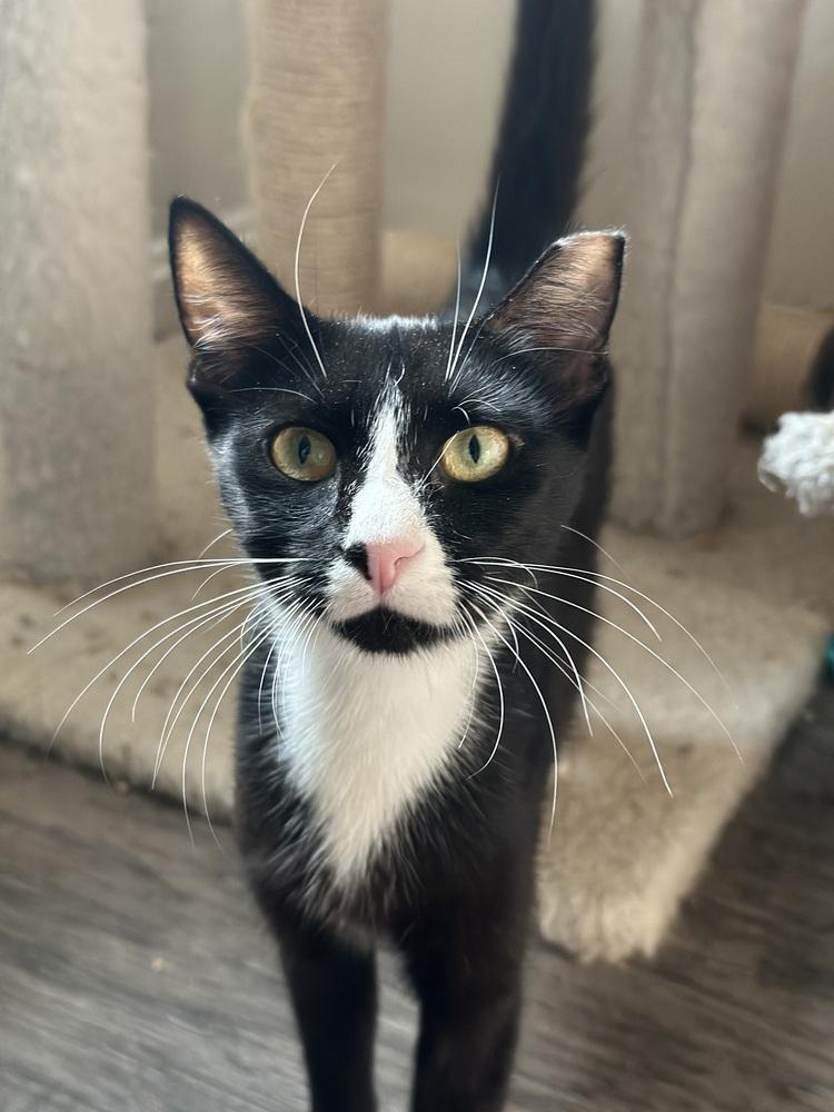 Mama Fran, Adoptable, Young Female Domestic Short Hair.