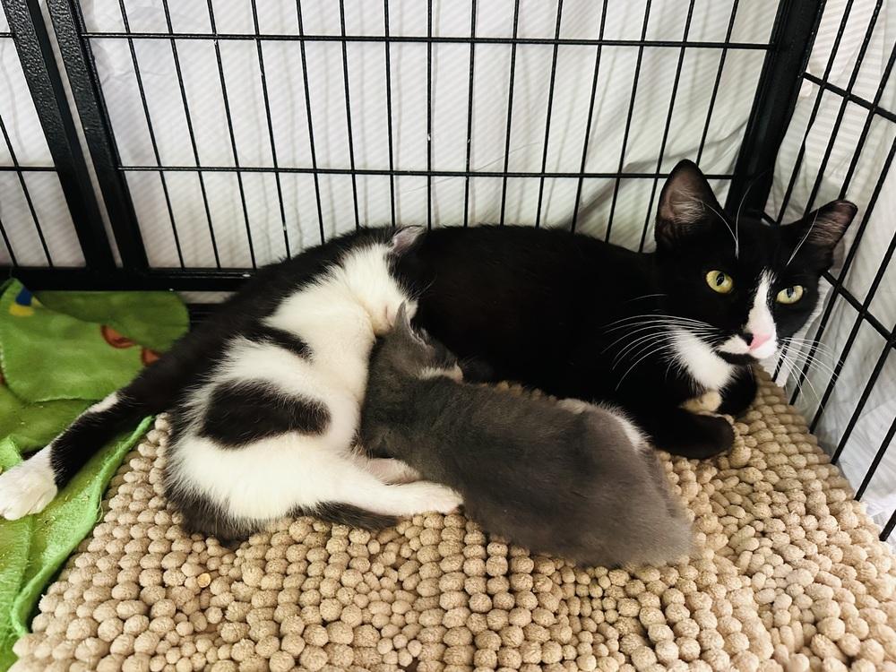 Enlarge Mama Fran, a Adoptable Domestic Short Hair in Virginia Beach, VA image 2/5