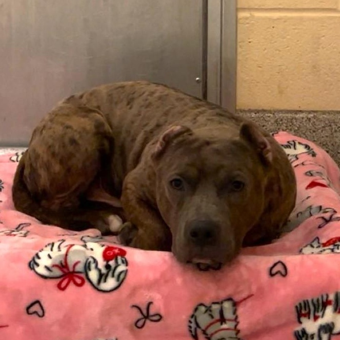 Enlarge Seal, a ADOPTABLE Pit Bull Terrier in Baldwin, MD image 1/1