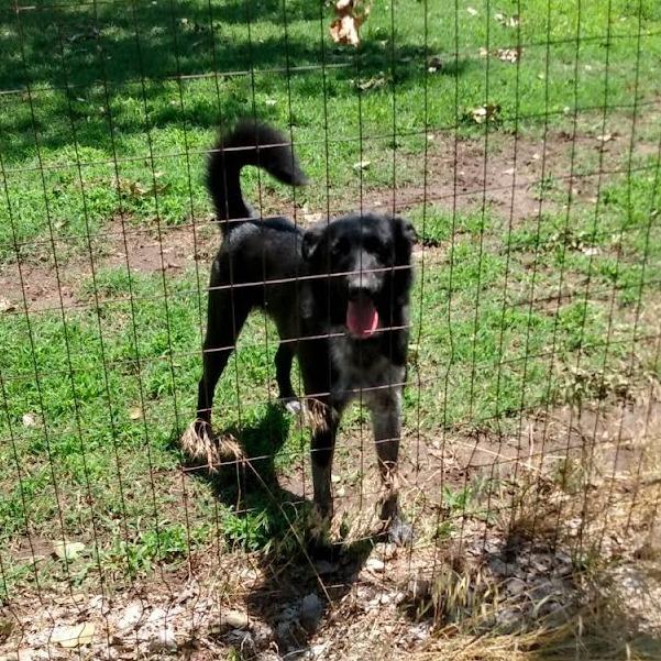 Enlarge Boots, a Adoptable mixed breed in Kingman, KS image 1/3