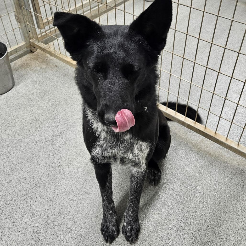 Enlarge Boots, a Adoptable mixed breed in Kingman, KS image 3/3