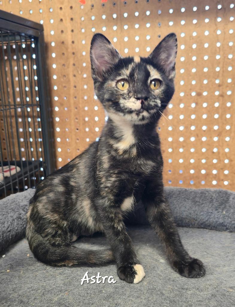 Astra, Adoptable, Kitten Female Domestic Short Hair.