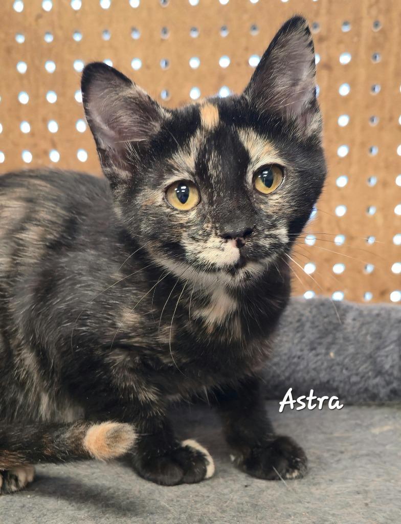 Enlarge Astra, a Adoptable mixed breed in Cedar Rapids, IA image 2/2