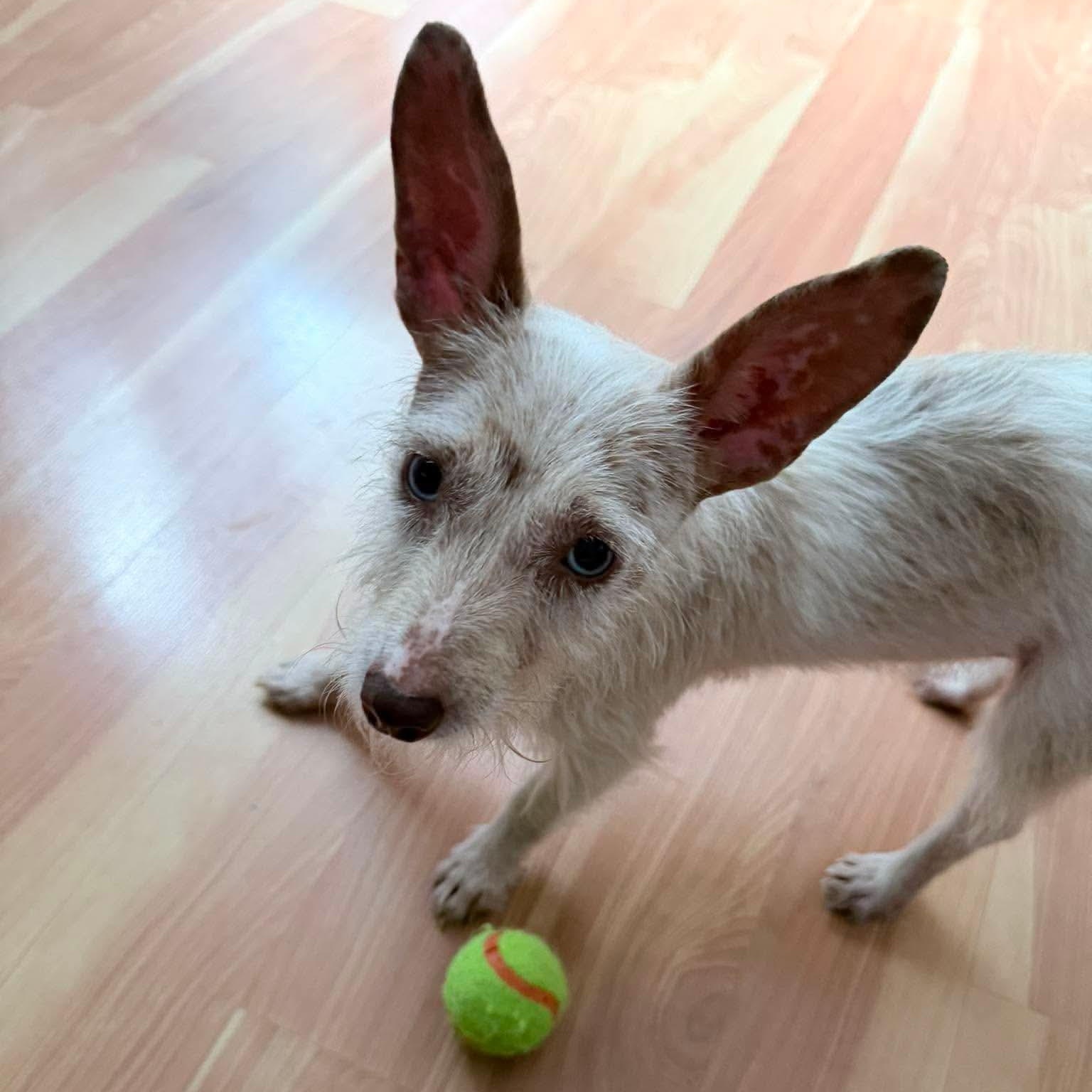 Enlarge Shandy, a ADOPTABLE Jack Russell Terrier in Minooka, IL image 3/5