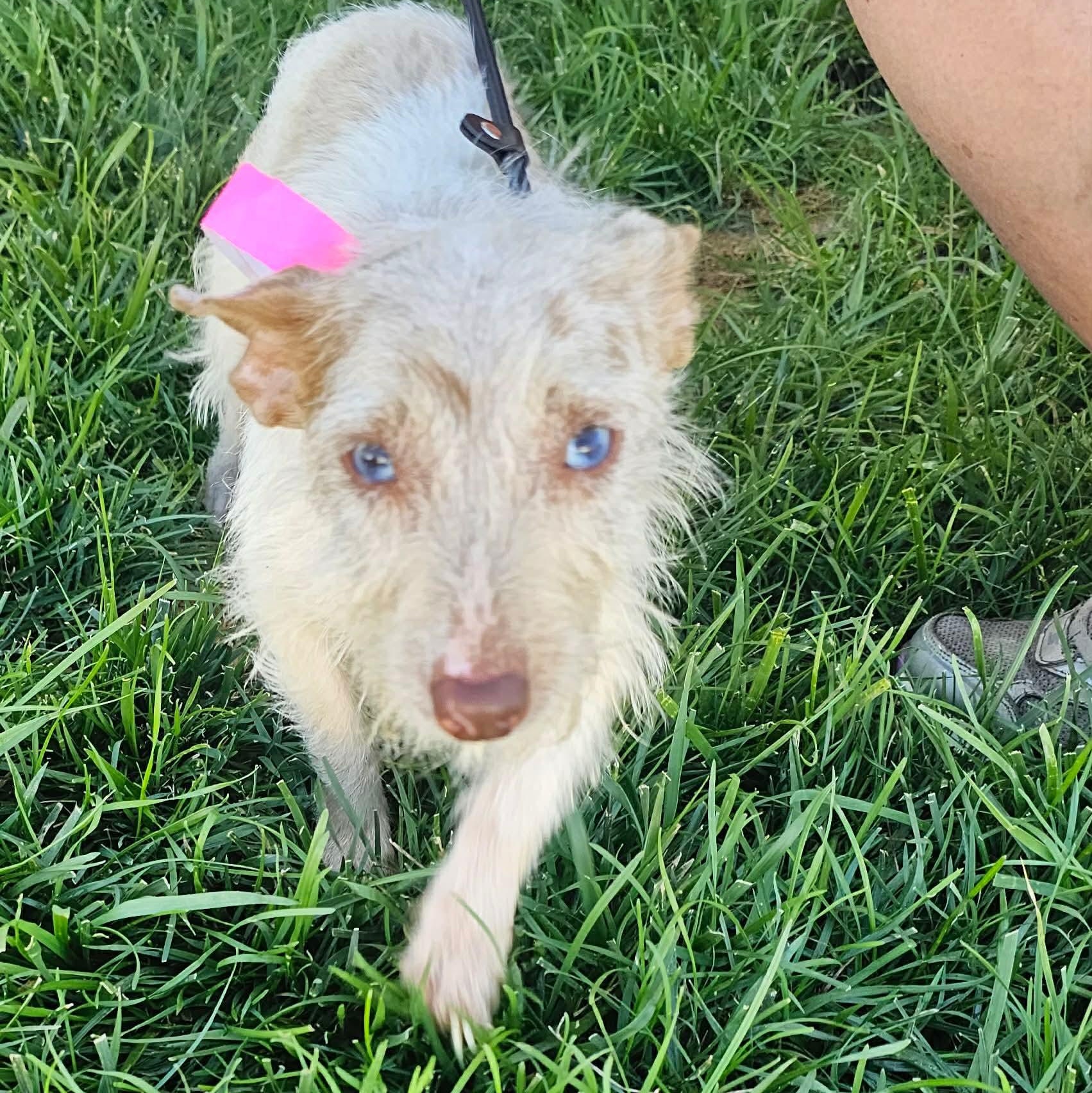 Enlarge Shandy, a ADOPTABLE Jack Russell Terrier in Minooka, IL image 2/5