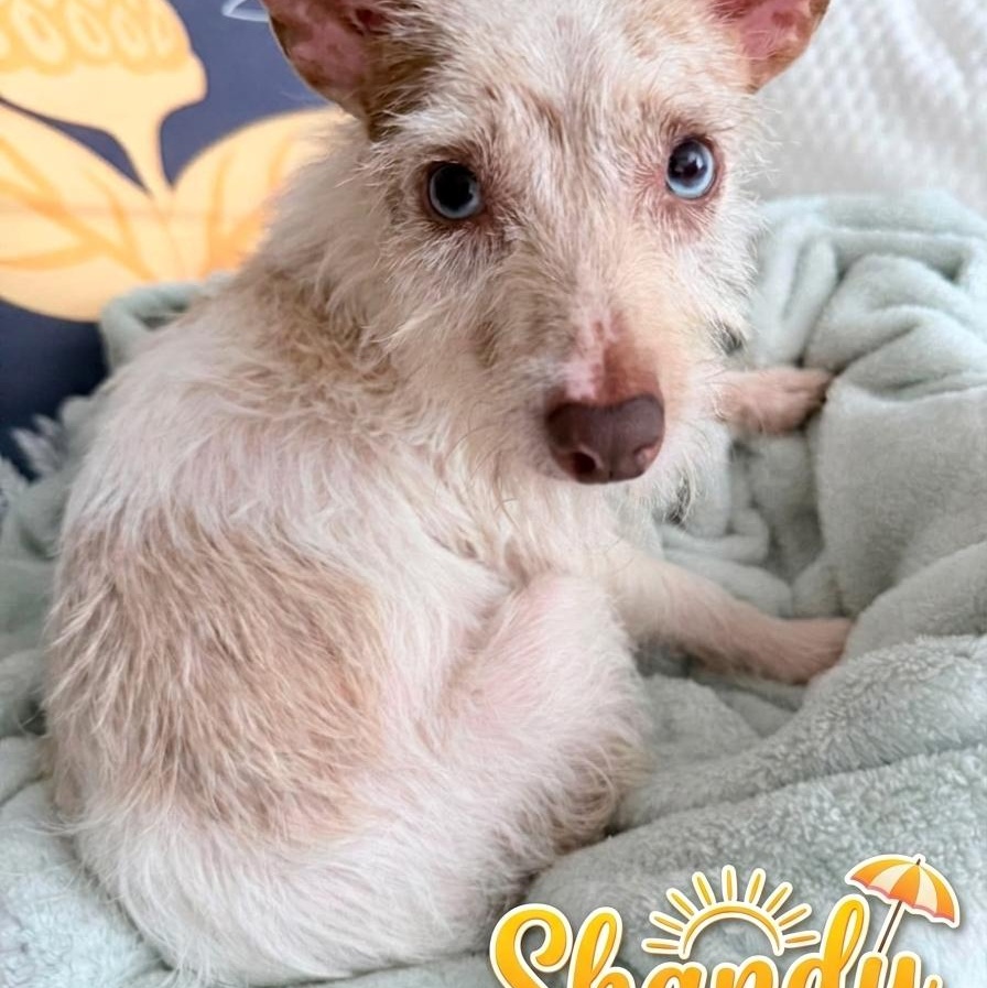 Enlarge Shandy, a ADOPTABLE Jack Russell Terrier in Minooka, IL image 1/5