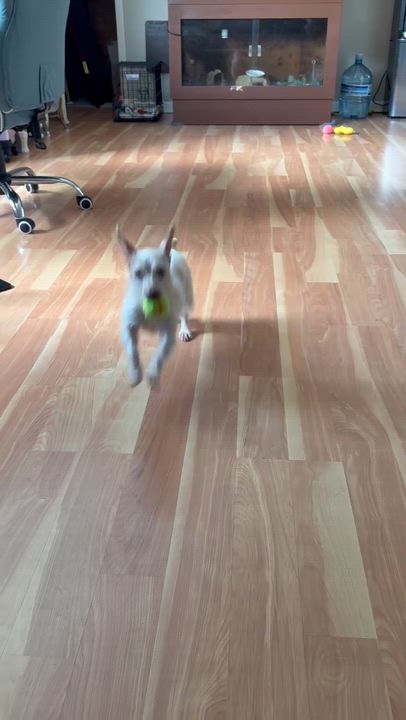 Enlarge Shandy, a ADOPTABLE Jack Russell Terrier in Minooka, IL video 4/5