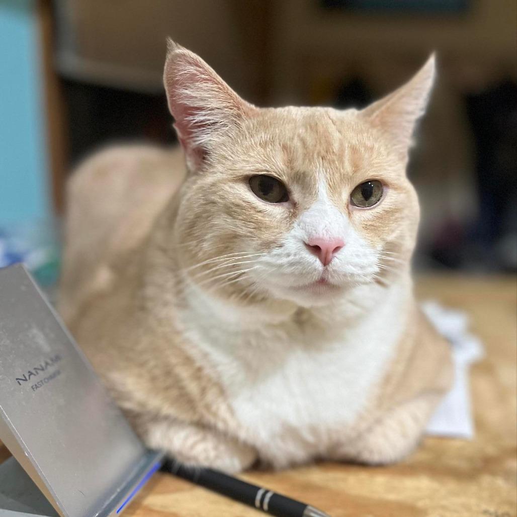 Enlarge Darwin, a Adoptable Domestic Short Hair in Baldwin, WI image 1/4