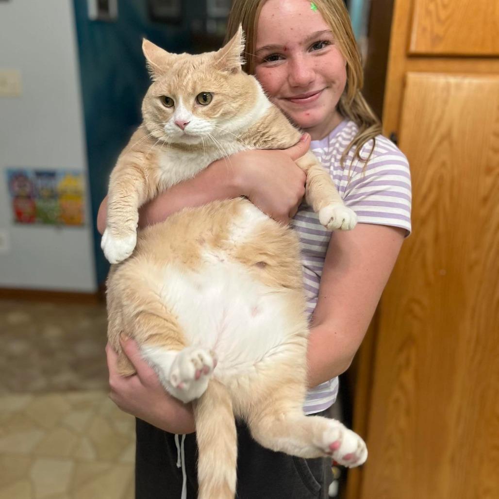 Enlarge Darwin, a Adoptable Domestic Short Hair in Baldwin, WI image 2/4