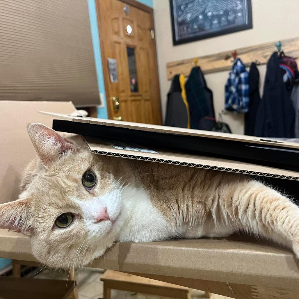 Enlarge Darwin, a Adoptable Domestic Short Hair in Baldwin, WI image 3/4