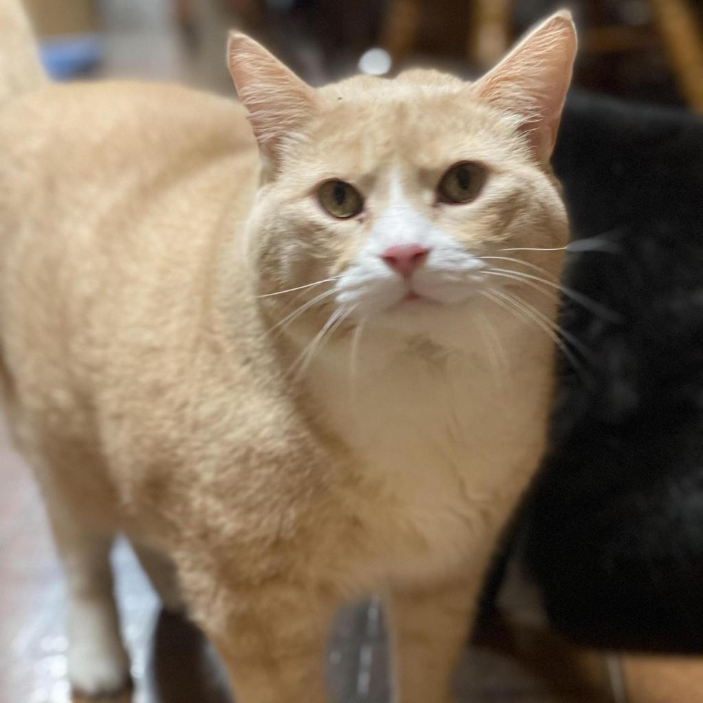 Enlarge Darwin, a Adoptable Domestic Short Hair in Baldwin, WI image 4/4