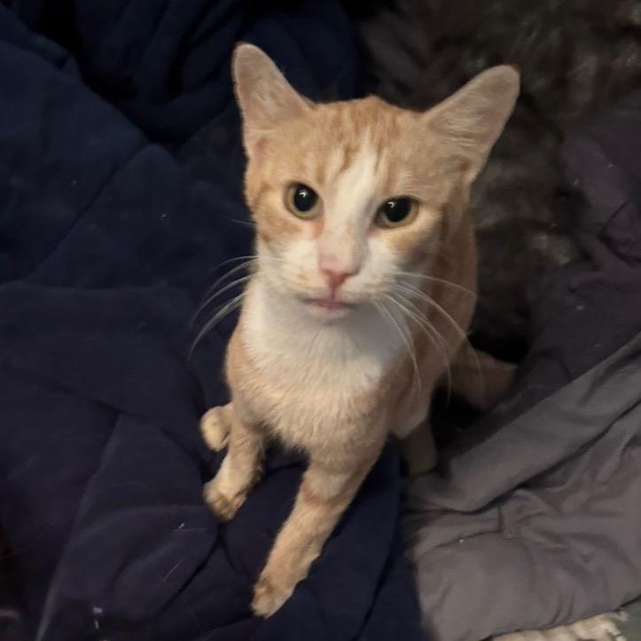 Luna, Adoptable, Senior Female Domestic Short Hair.