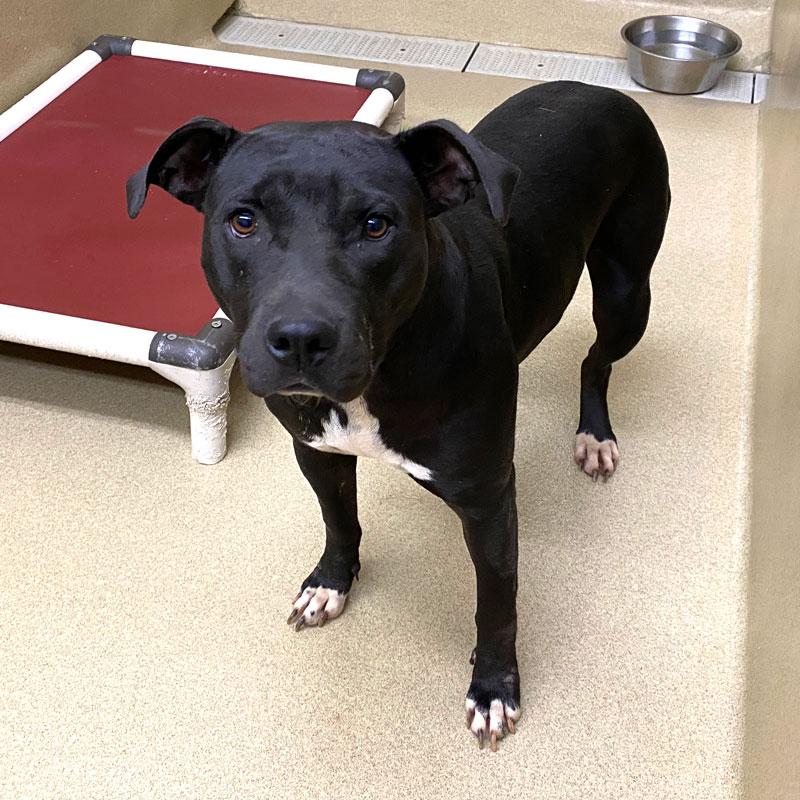 Queenie, ADOPTABLE, Adult Female Pit Bull Terrier.
