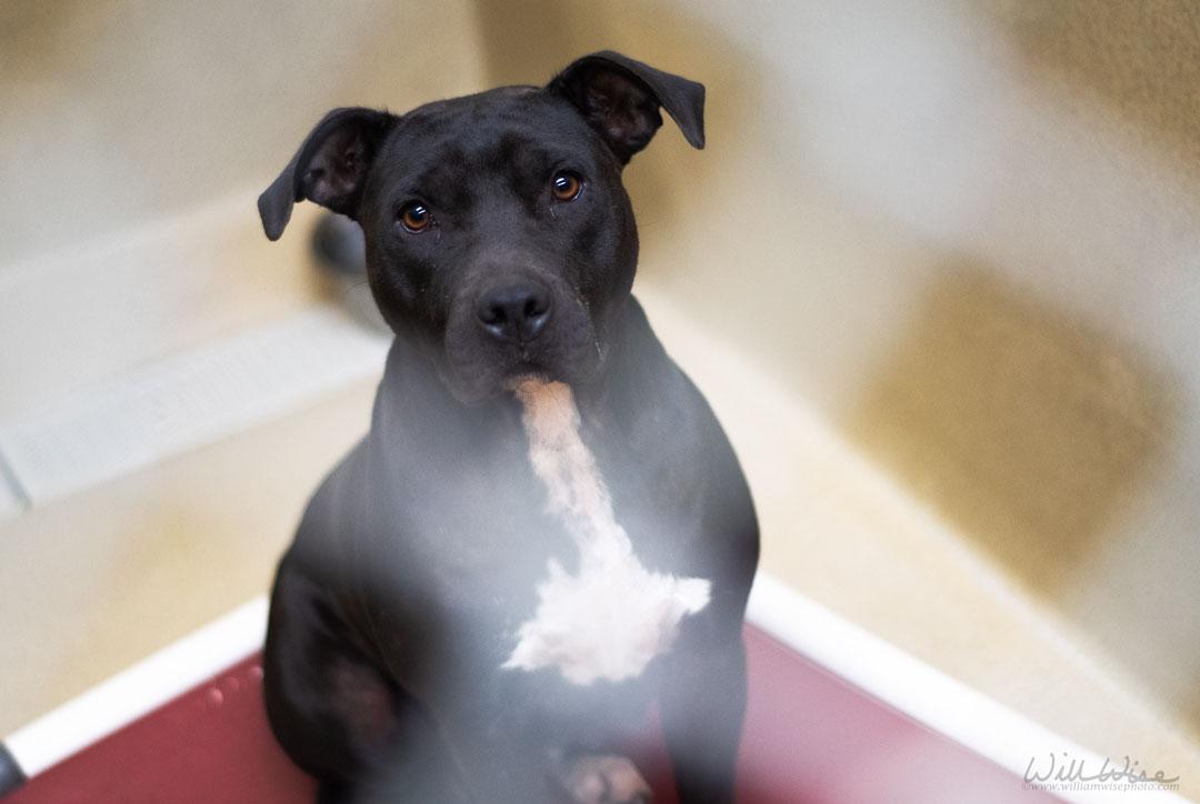 Queenie, a ADOPTABLE mixed breed in Monroe, GA image 4/4