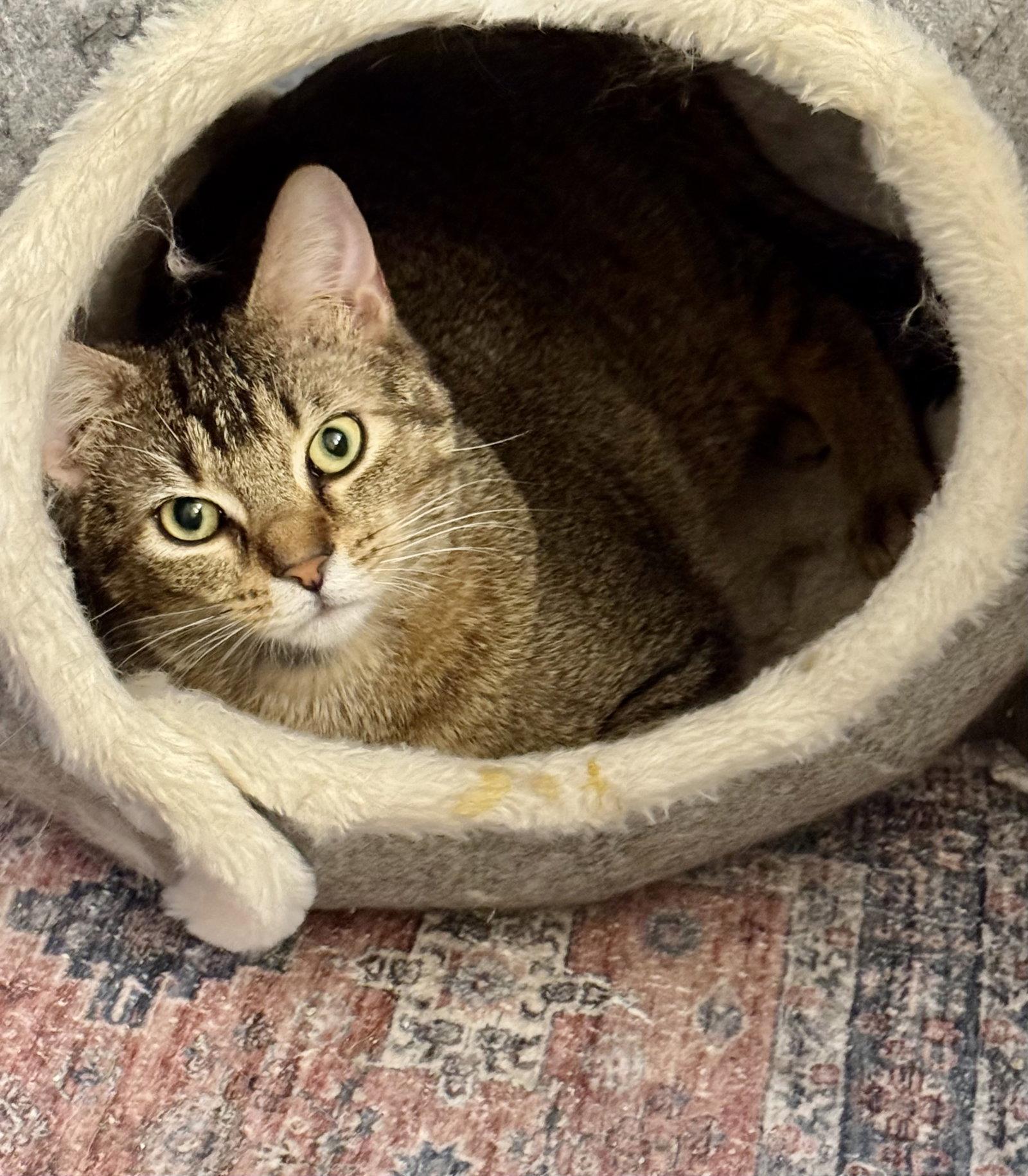 BOWIE, Adoptable, Young Male Domestic Short Hair.