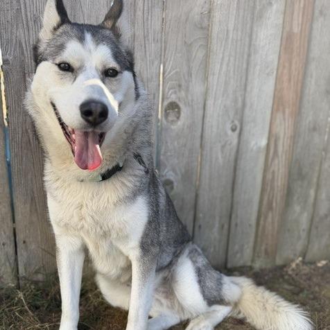 OSA, Adoptable, Adult Female Husky.