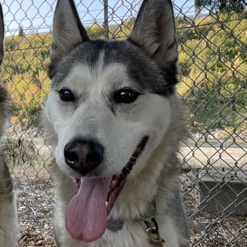 OSA, Adoptable, Adult Female Husky.