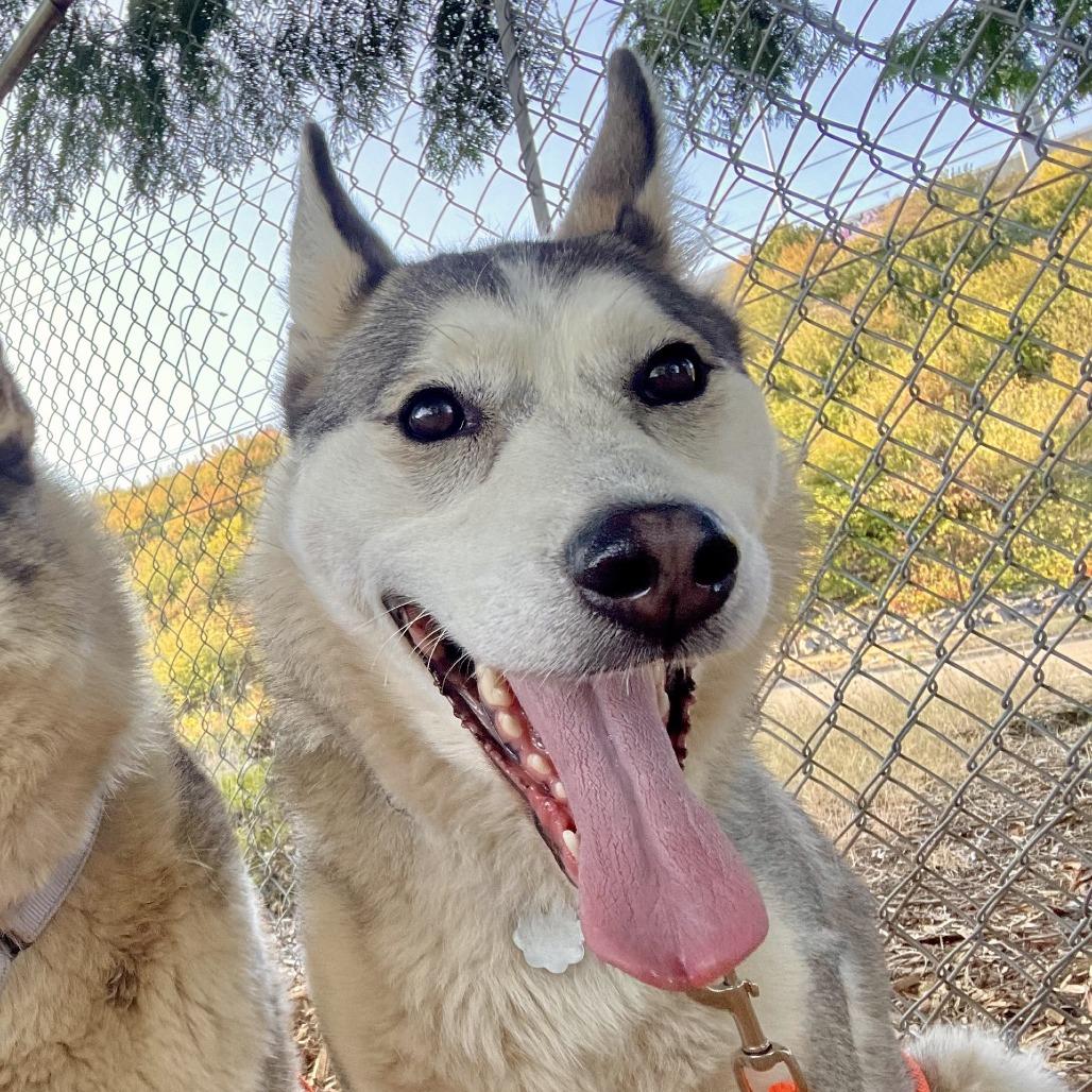 Enlarge OSA, a Adoptable Husky in Tacoma, WA image 2/2