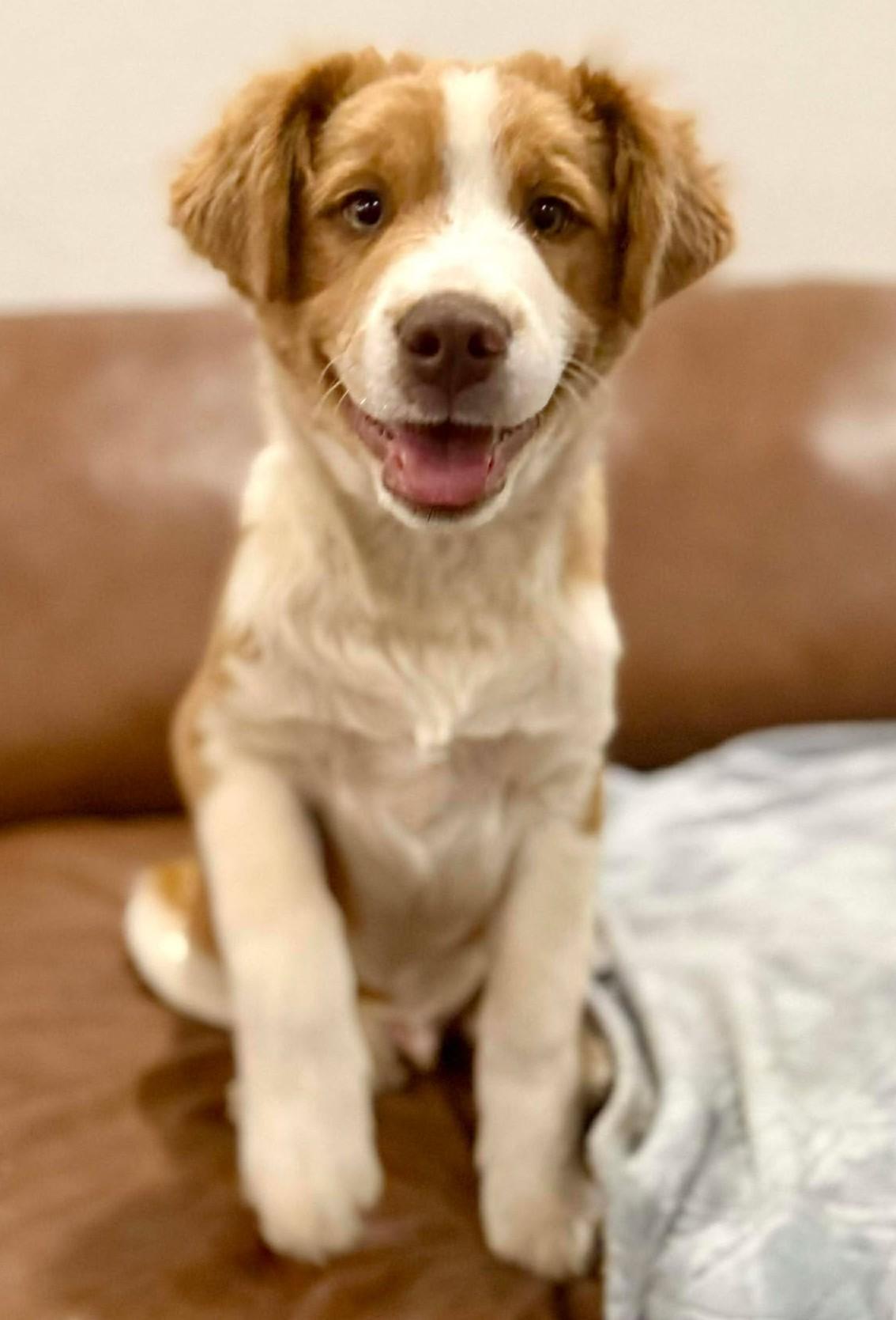 Enlarge Montgomery Clift, an adopted mixed breed in Kiowa, OK image 4/6