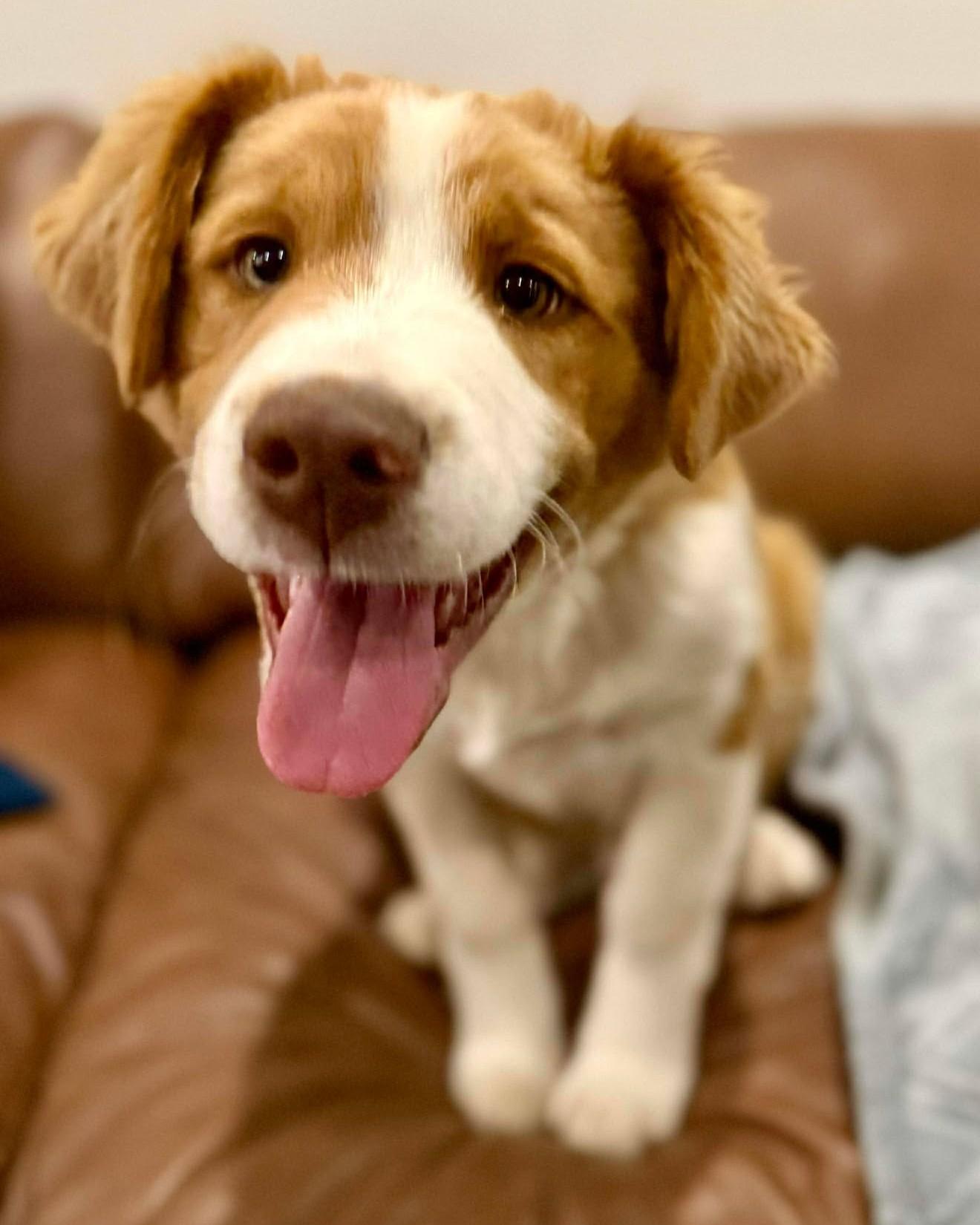 Enlarge Montgomery Clift, an adopted mixed breed in Kiowa, OK image 3/6