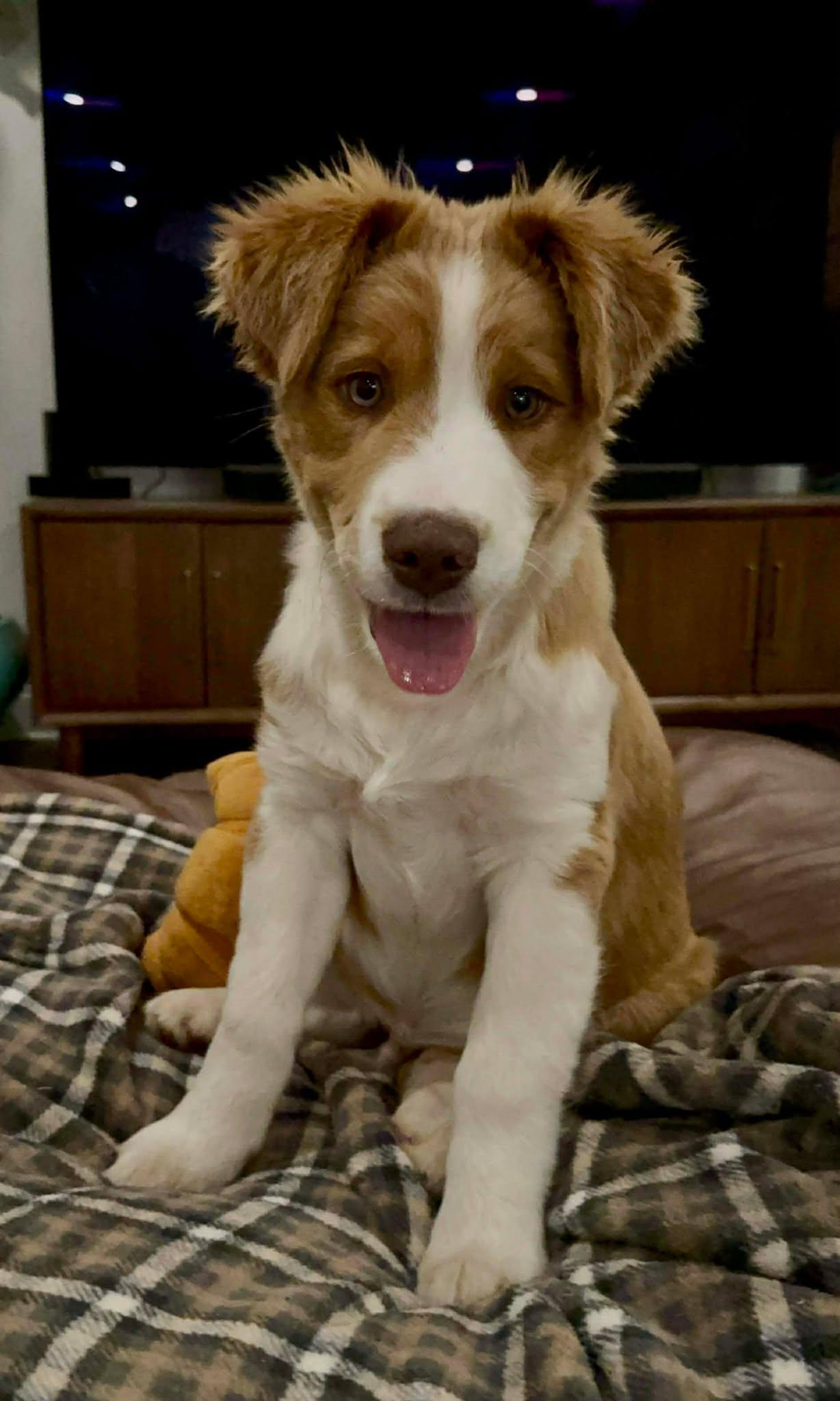 Enlarge Montgomery Clift, an adopted mixed breed in Kiowa, OK image 6/6