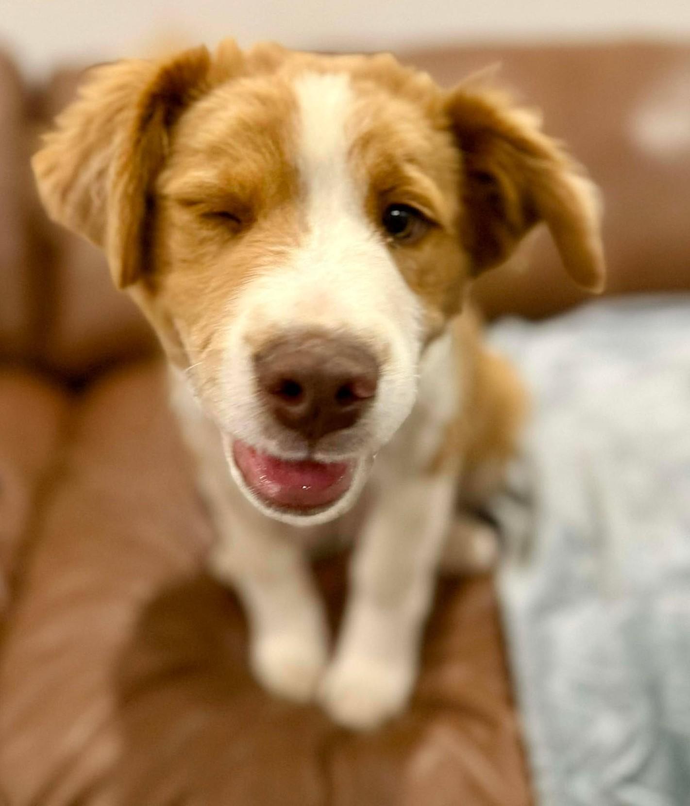 Enlarge Montgomery Clift, an adopted mixed breed in Kiowa, OK image 2/6