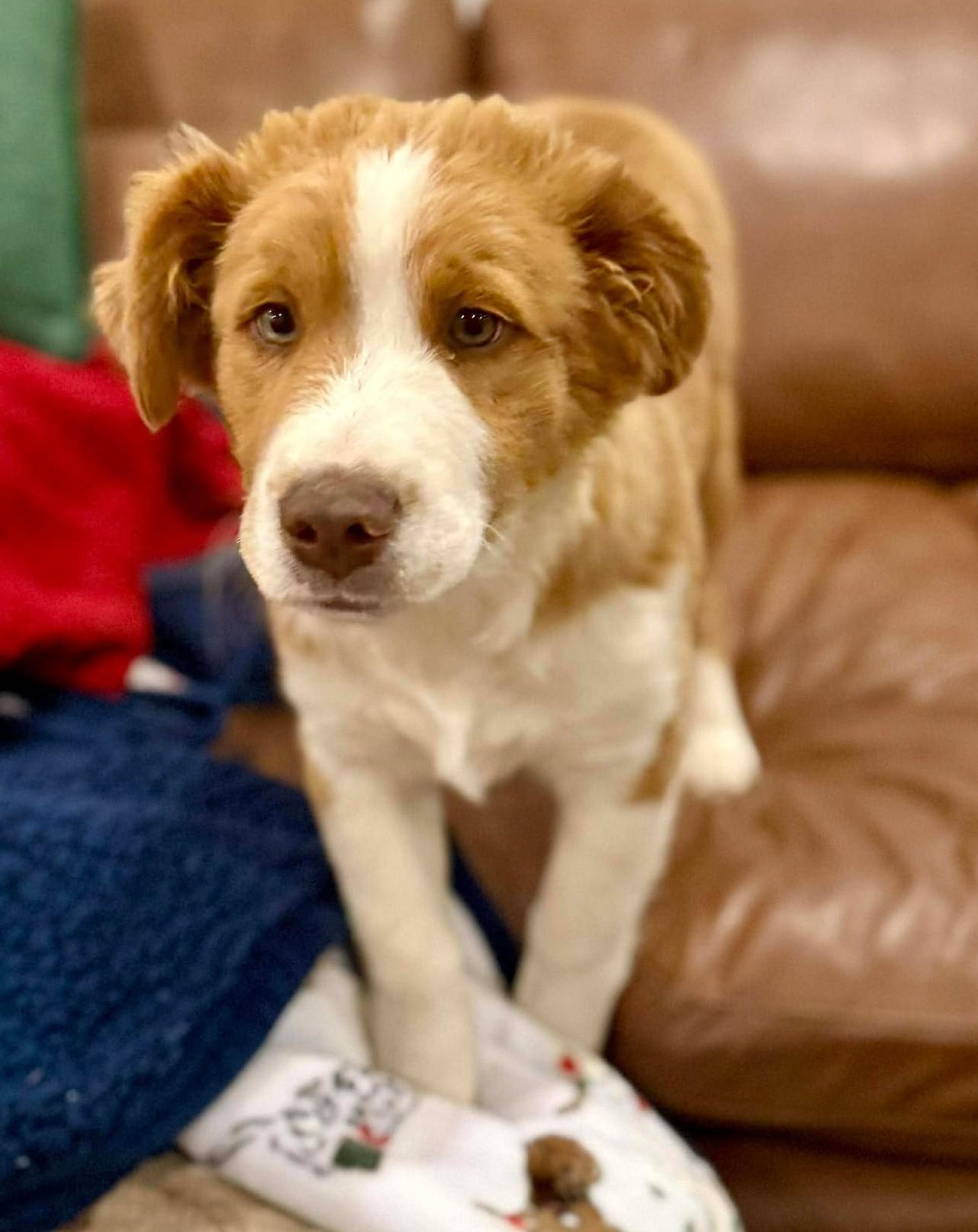 Enlarge Montgomery Clift, an adopted mixed breed in Kiowa, OK image 5/6