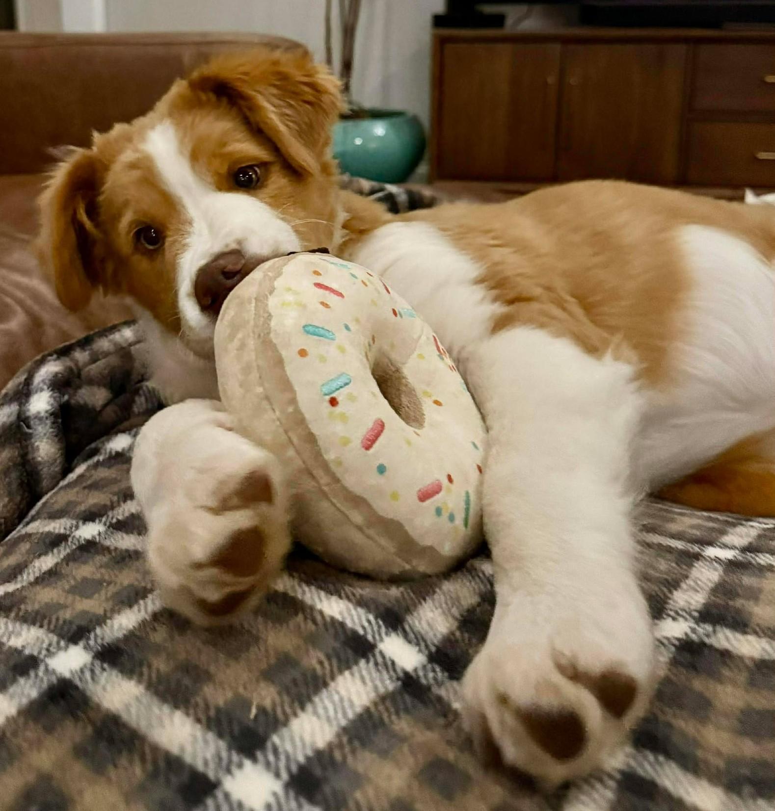 Montgomery Clift, adopted, Puppy Male Border Collie.