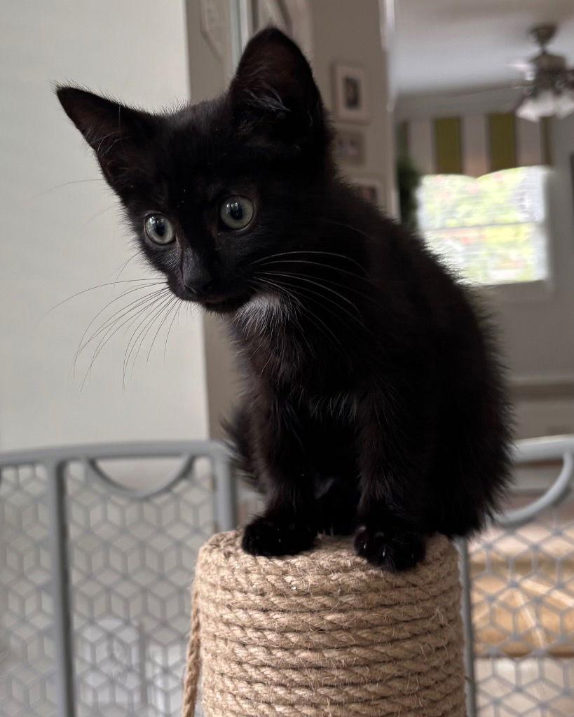 Enlarge Summit, a Adoptable Domestic Short Hair in Garner, NC image 1/1