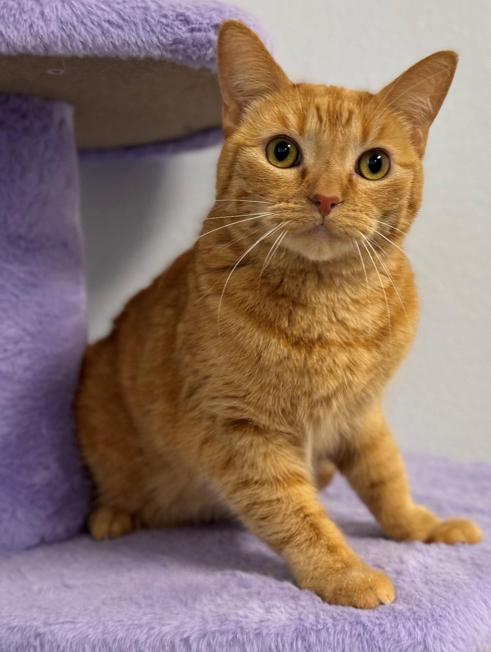 Enlarge Bubbles, a Adoptable Tabby in Palo Alto, CA image 1/3