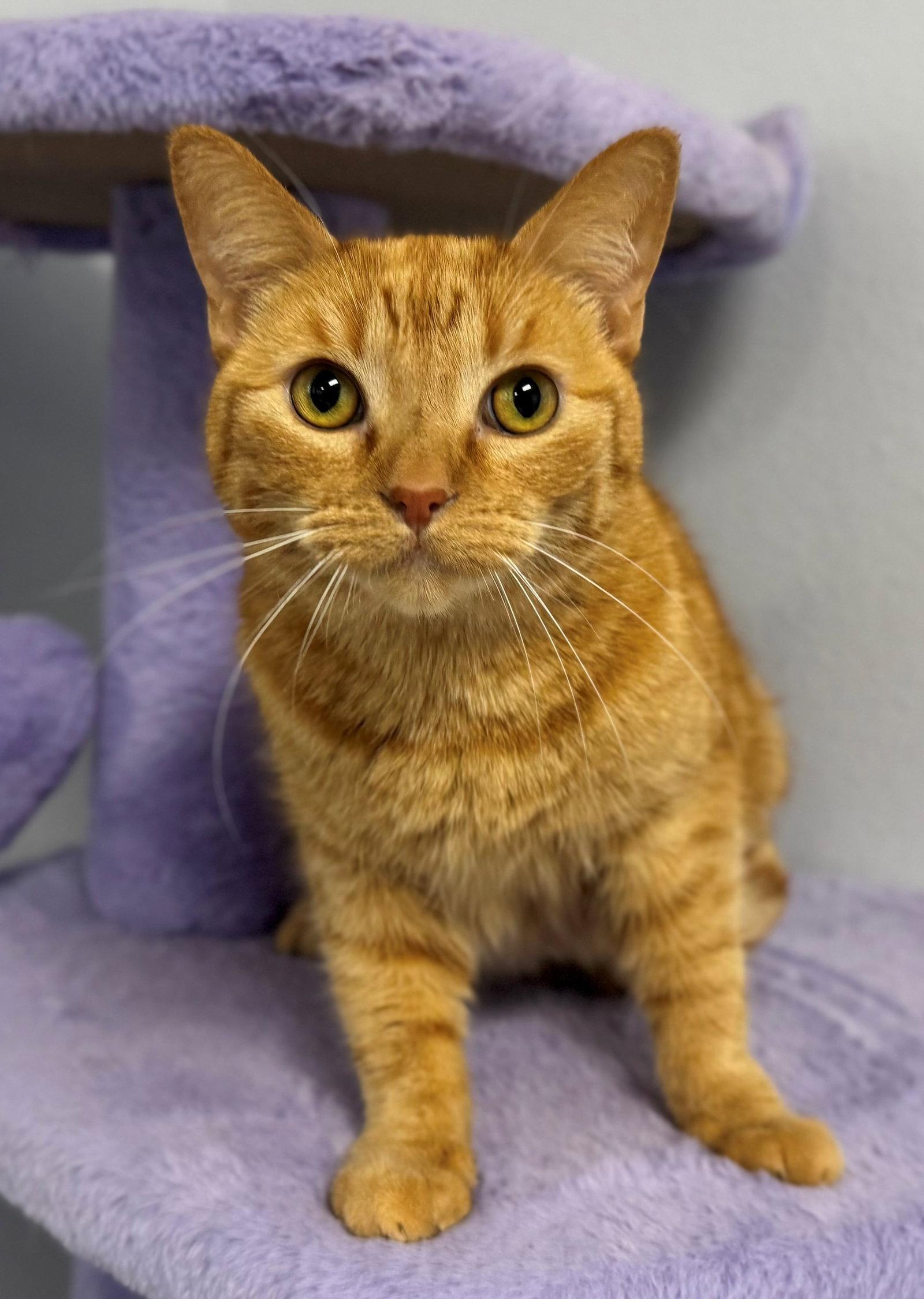 Enlarge Bubbles, a Adoptable Tabby in Palo Alto, CA image 2/3