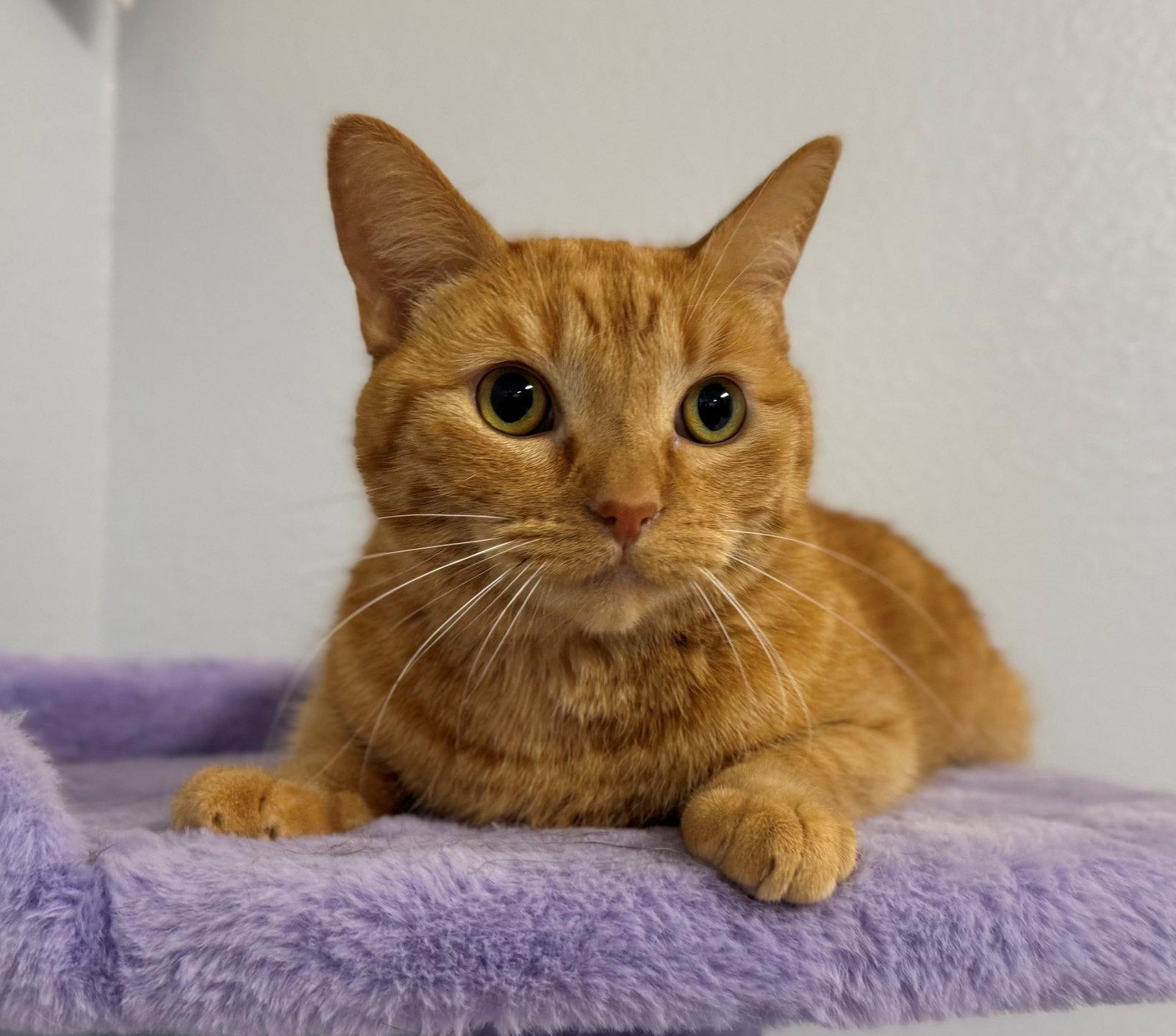 Enlarge Bubbles, a Adoptable Tabby in Palo Alto, CA image 3/3