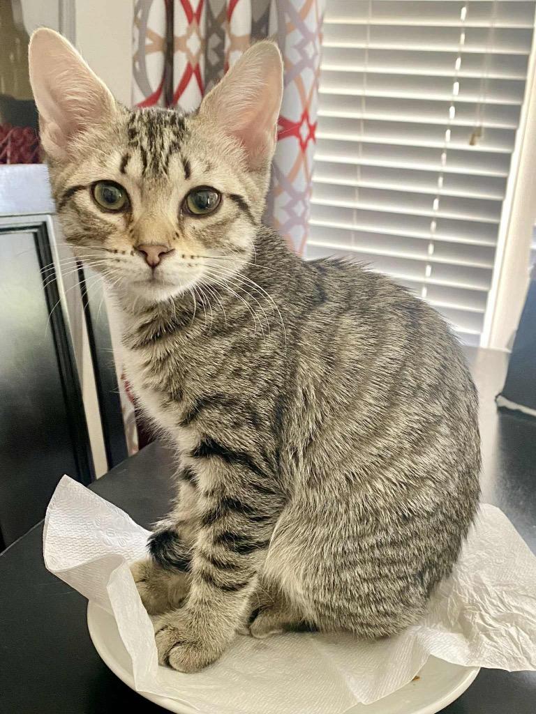 Enlarge Dopey, a Adopted mixed breed in Hoover , AL image 1/5