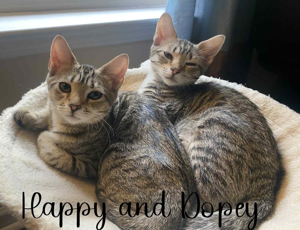 Enlarge Dopey, a Adopted mixed breed in Hoover , AL image 2/5