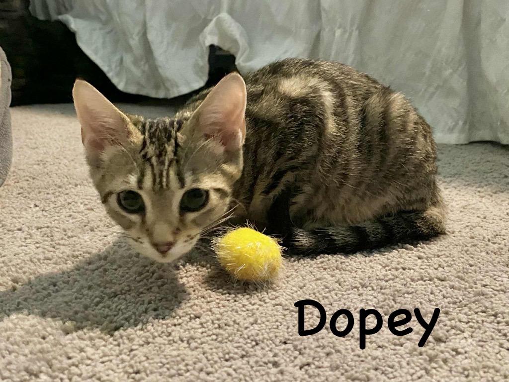 Enlarge Dopey, a Adopted mixed breed in Hoover , AL image 3/5