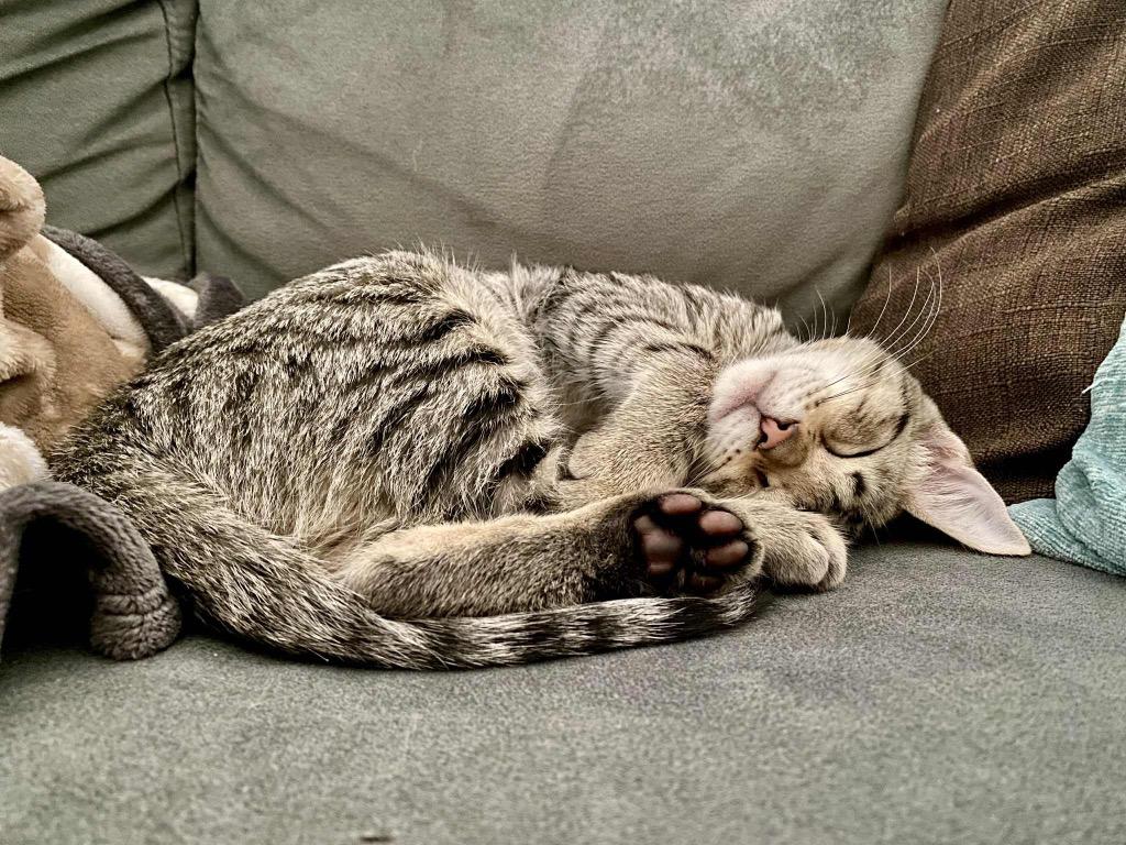 Enlarge Dopey, a Adopted mixed breed in Hoover , AL image 4/5