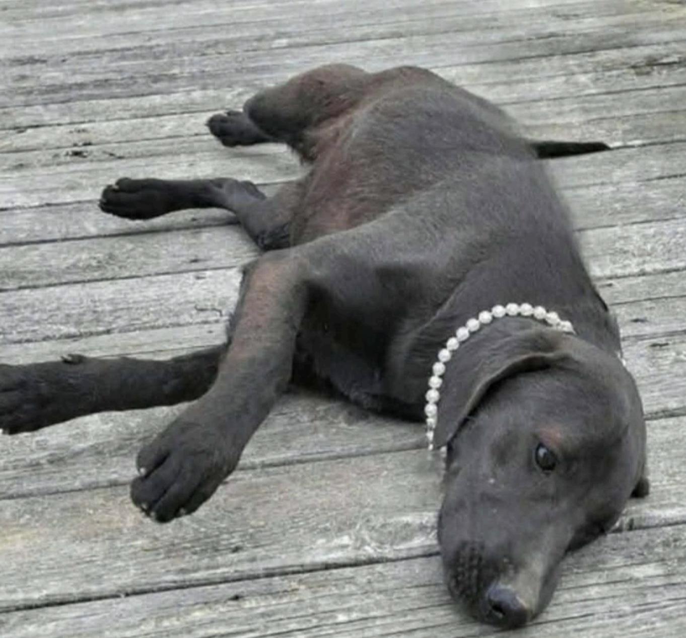 Enlarge Mocha, a other mixed breed in Cedarburg, WI image 3/3