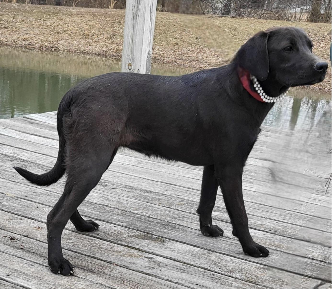 Enlarge Mocha, a other mixed breed in Cedarburg, WI image 2/3