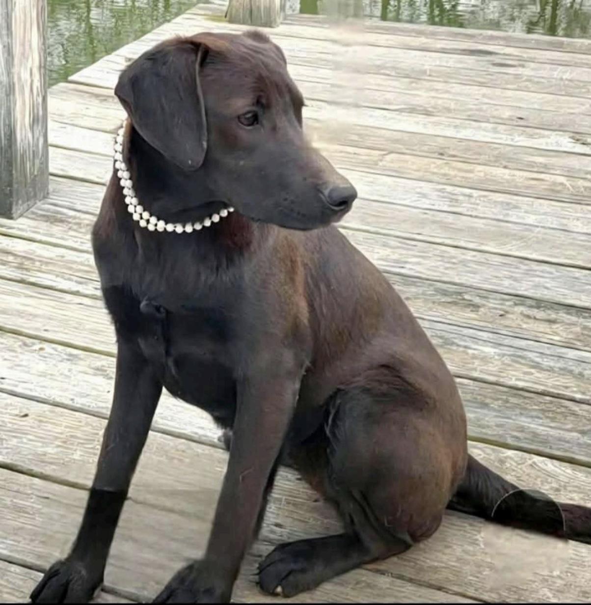 Enlarge Mocha, a other mixed breed in Cedarburg, WI image 1/3