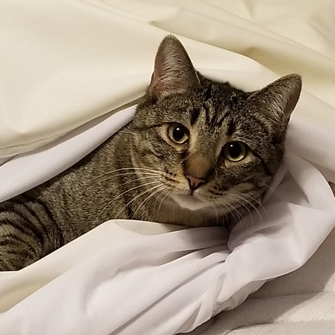 Tabitha, adoptable, Adult Female Tabby & Tiger.