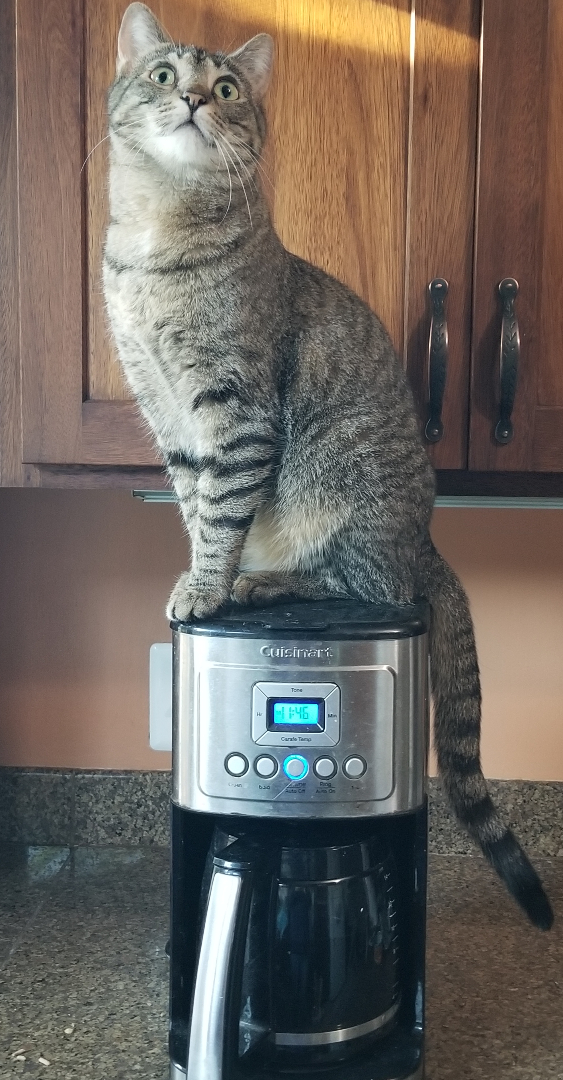 Enlarge Tabitha, an adoptable mixed breed in Roseville, MN image 15/15