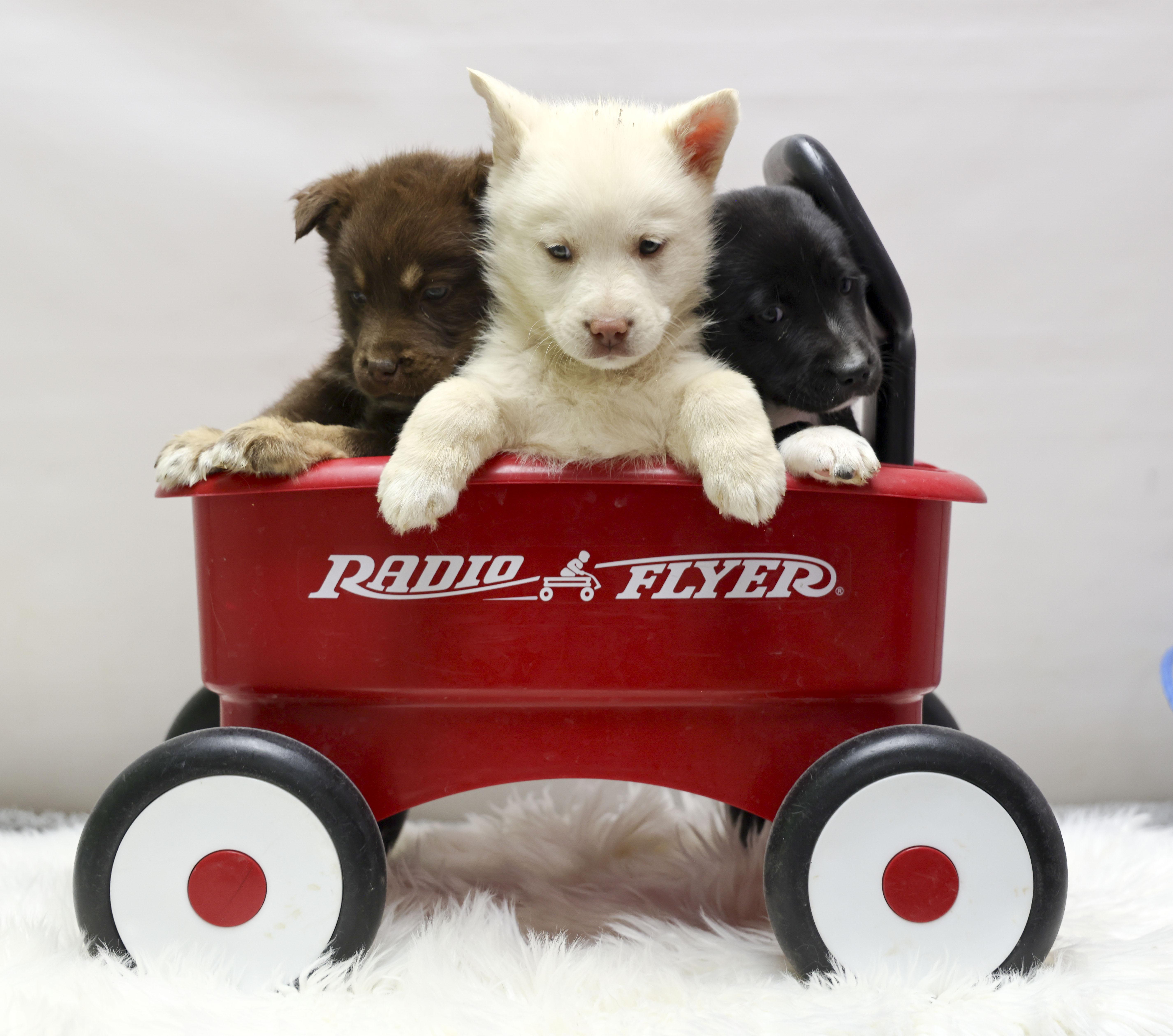 Enlarge The Gorgeous Girls Litter -- Camila, a ADOPTABLE mixed breed in Casa Grande, AZ image 3/3