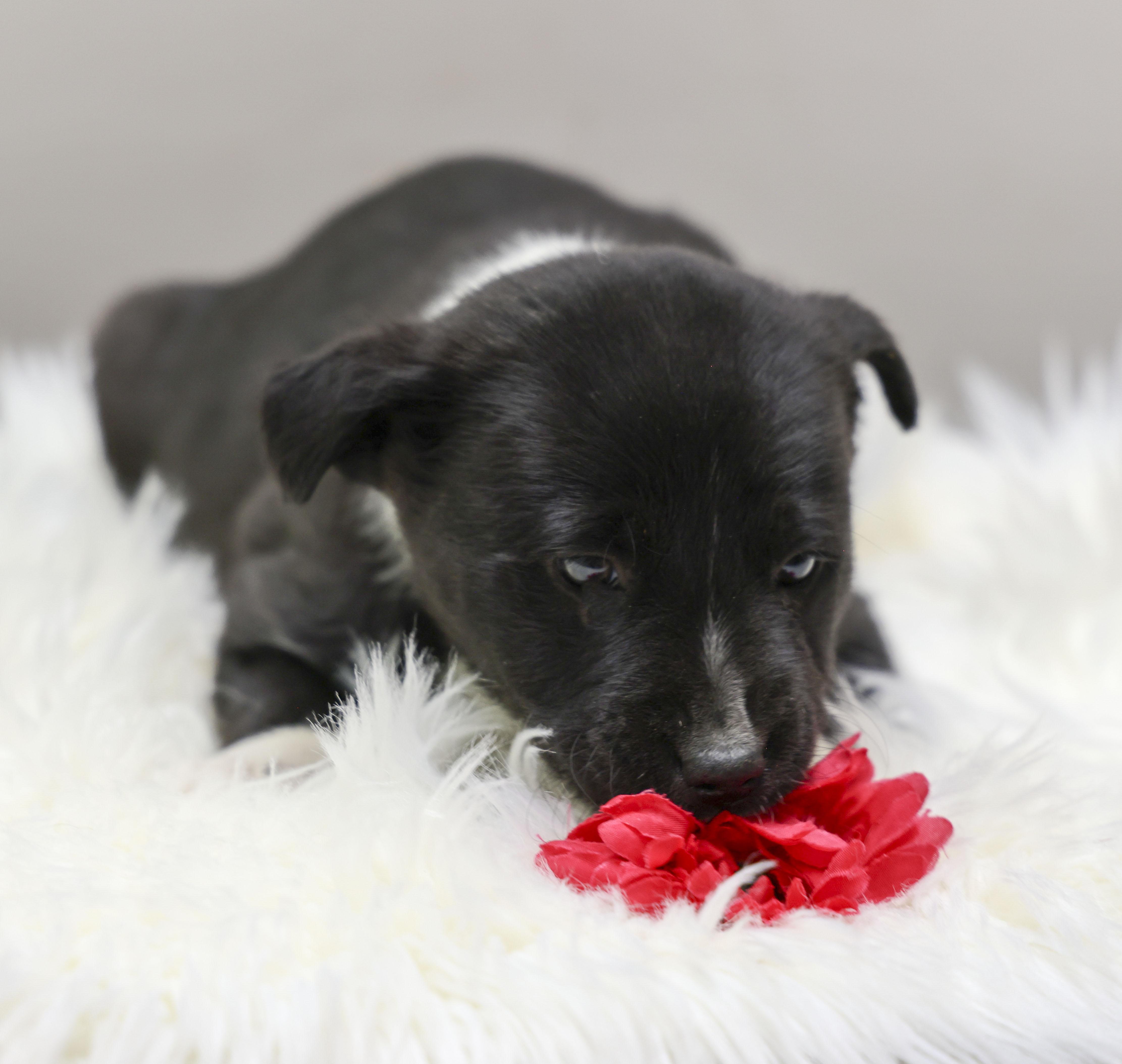 Enlarge The Gorgeous Girls Litter -- Camila, a ADOPTABLE mixed breed in Casa Grande, AZ image 2/3